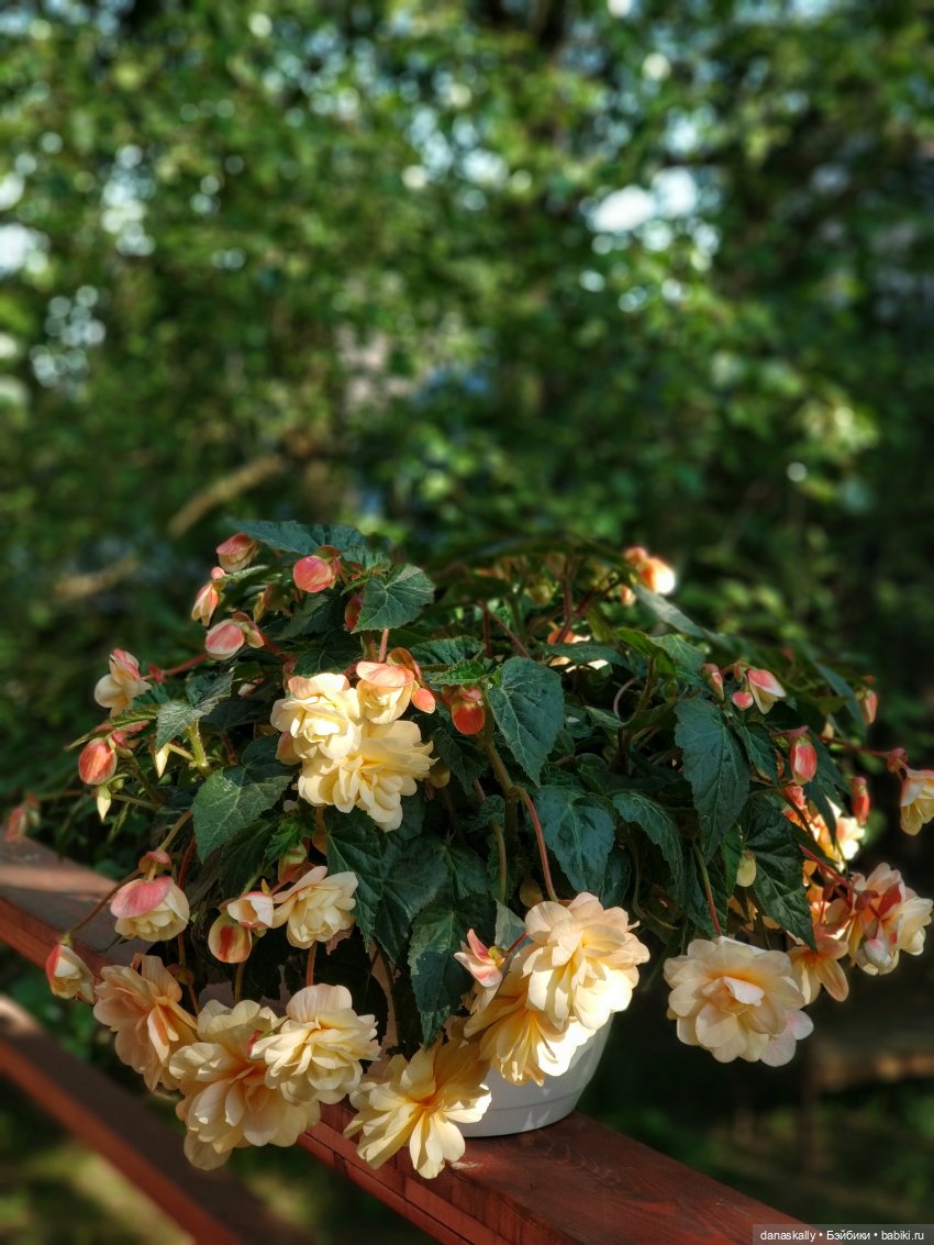 Мета, Виолетт и Азалия в поисках образа