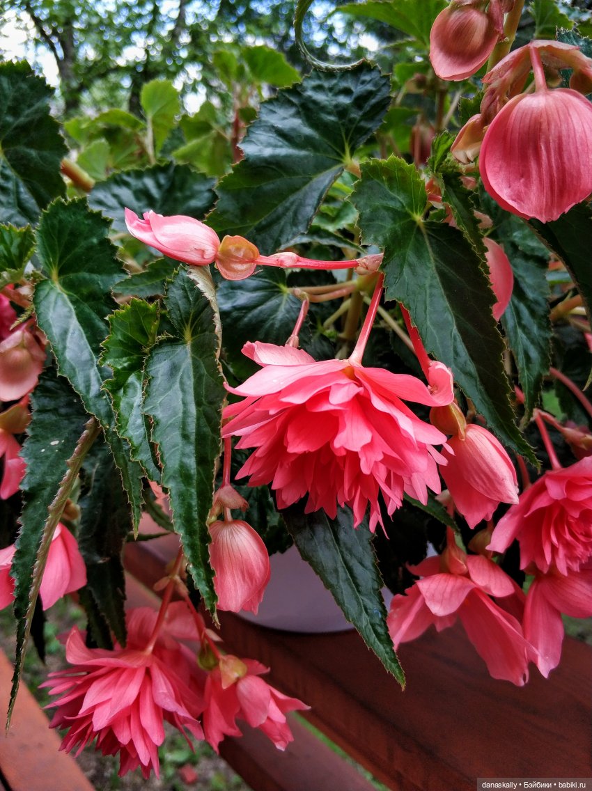 Грета и её друзья. Серия " Little Ones " Хайди Отт