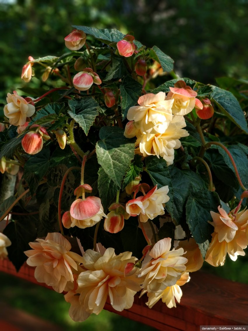 Грета и её друзья. Серия " Little Ones " Хайди Отт (фото 8)