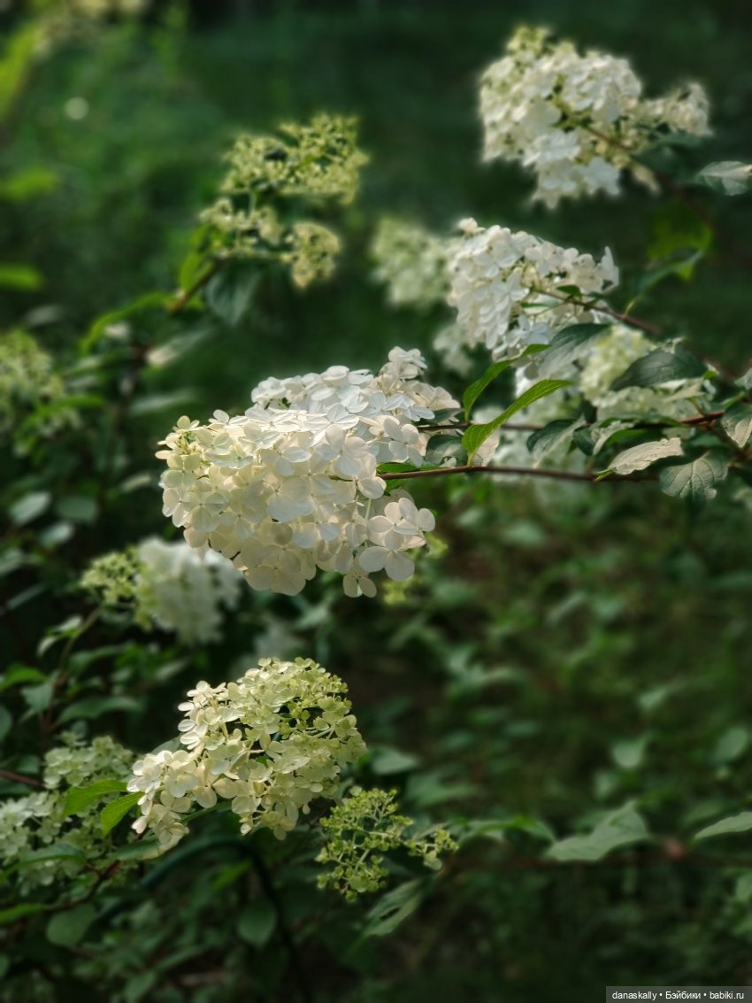 Грета и её друзья. Серия " Little Ones " Хайди Отт