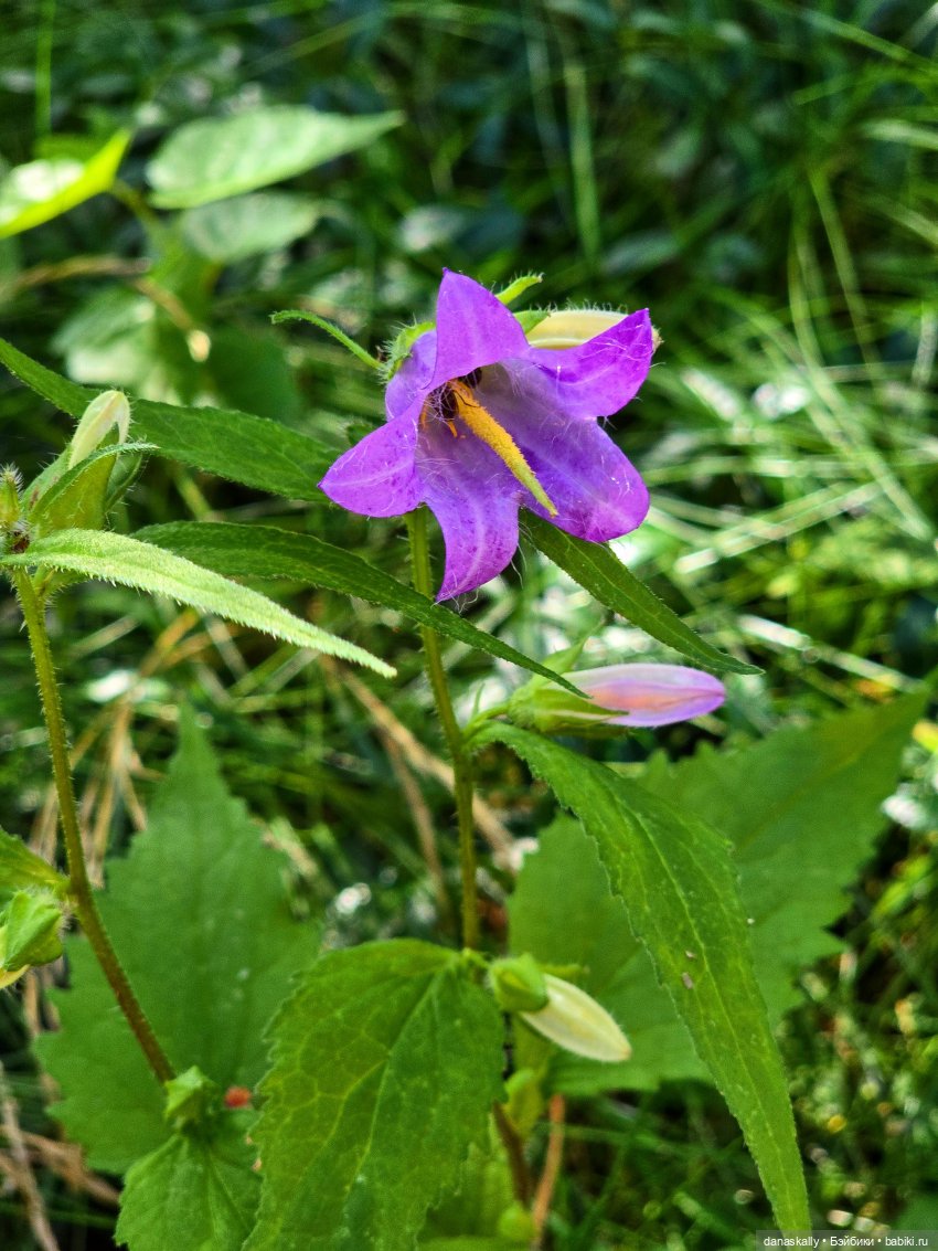 Мои новенькие Susi, Sibyl , Golda от Хейди Отт The Little Ones Collection (фото 6)
