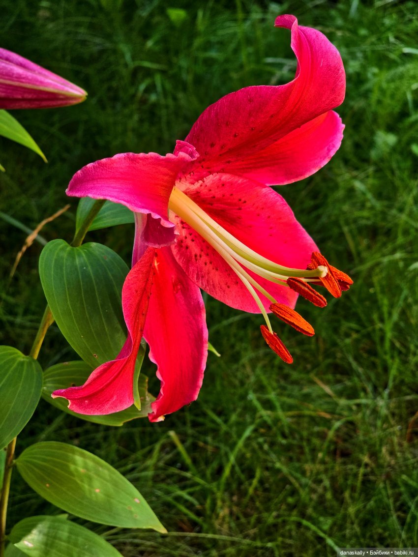 Мои новенькие Susi, Sibyl , Golda от Хейди Отт The Little Ones Collection (фото 4)