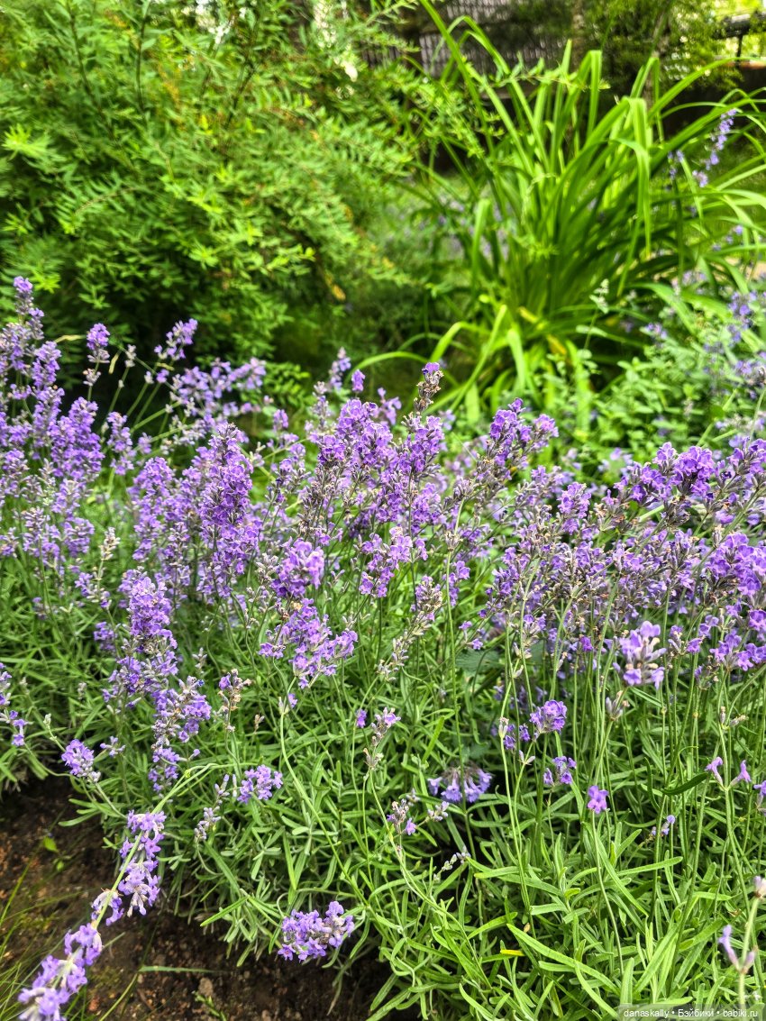 Мои новенькие Susi, Sibyl , Golda от Хейди Отт The Little Ones Collection (фото 10)