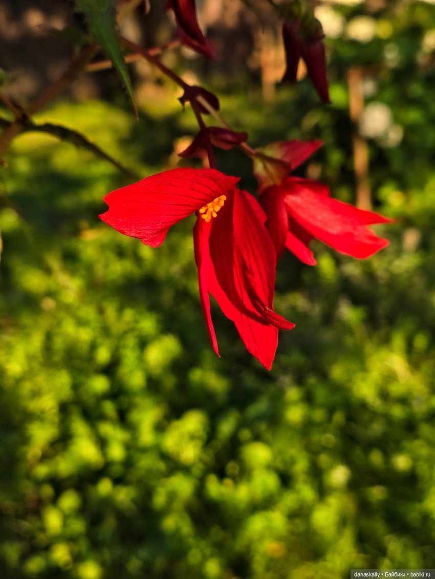 Мои новенькие Susi, Sibyl , Golda от Хейди Отт The Little Ones Collection