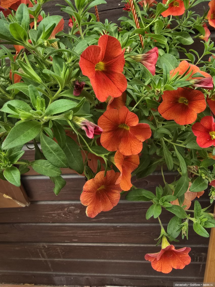 Беатрис от Хейди Отт пробирается в сад