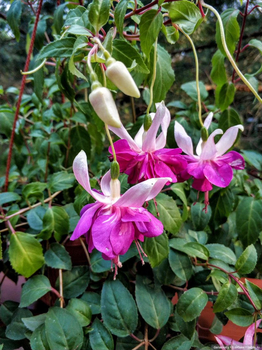 Аллегра от Хайди Отт The Little Ones Collection и эльф