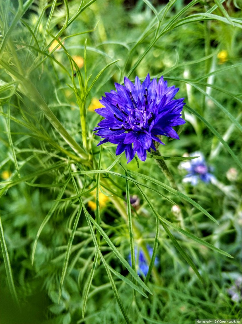 Аллегра от Хайди Отт The Little Ones Collection и эльф