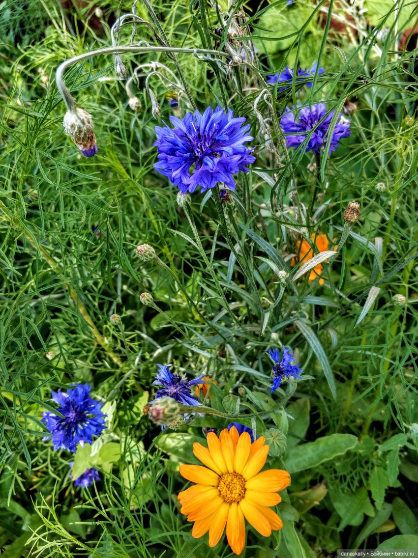 Аллегра от Хайди Отт The Little Ones Collection и эльф (фото 7)