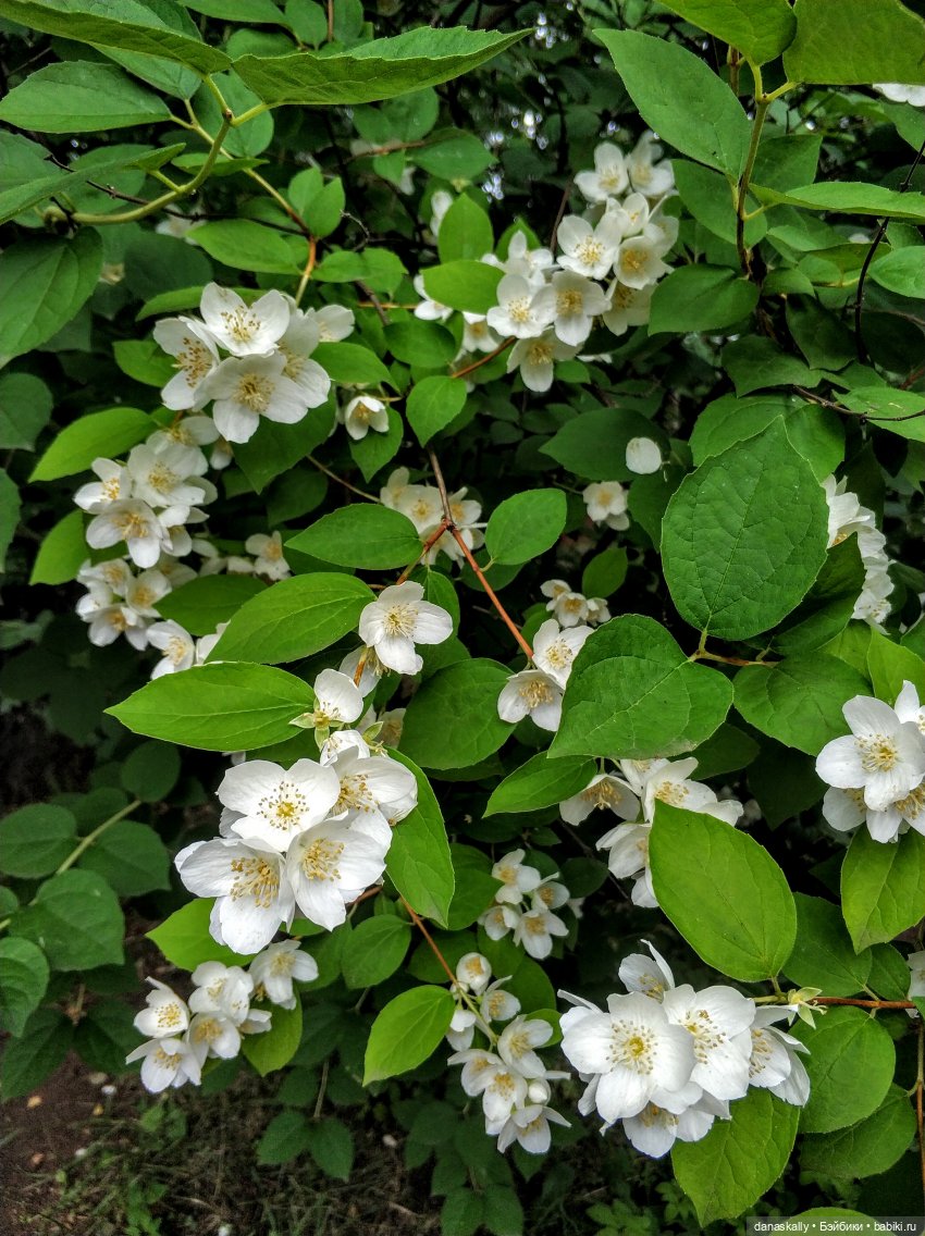 Аллегра от Хайди Отт The Little Ones Collection и эльф