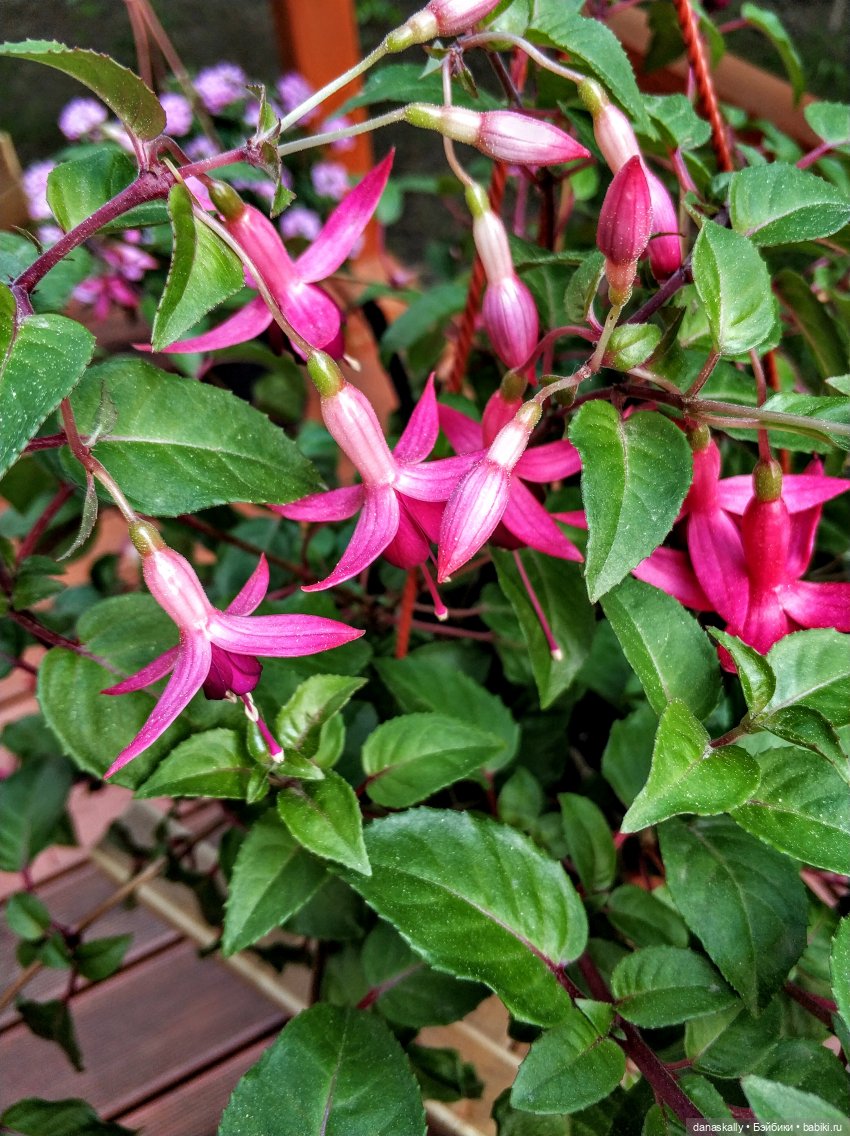 Аллегра от Хайди Отт The Little Ones Collection и эльф