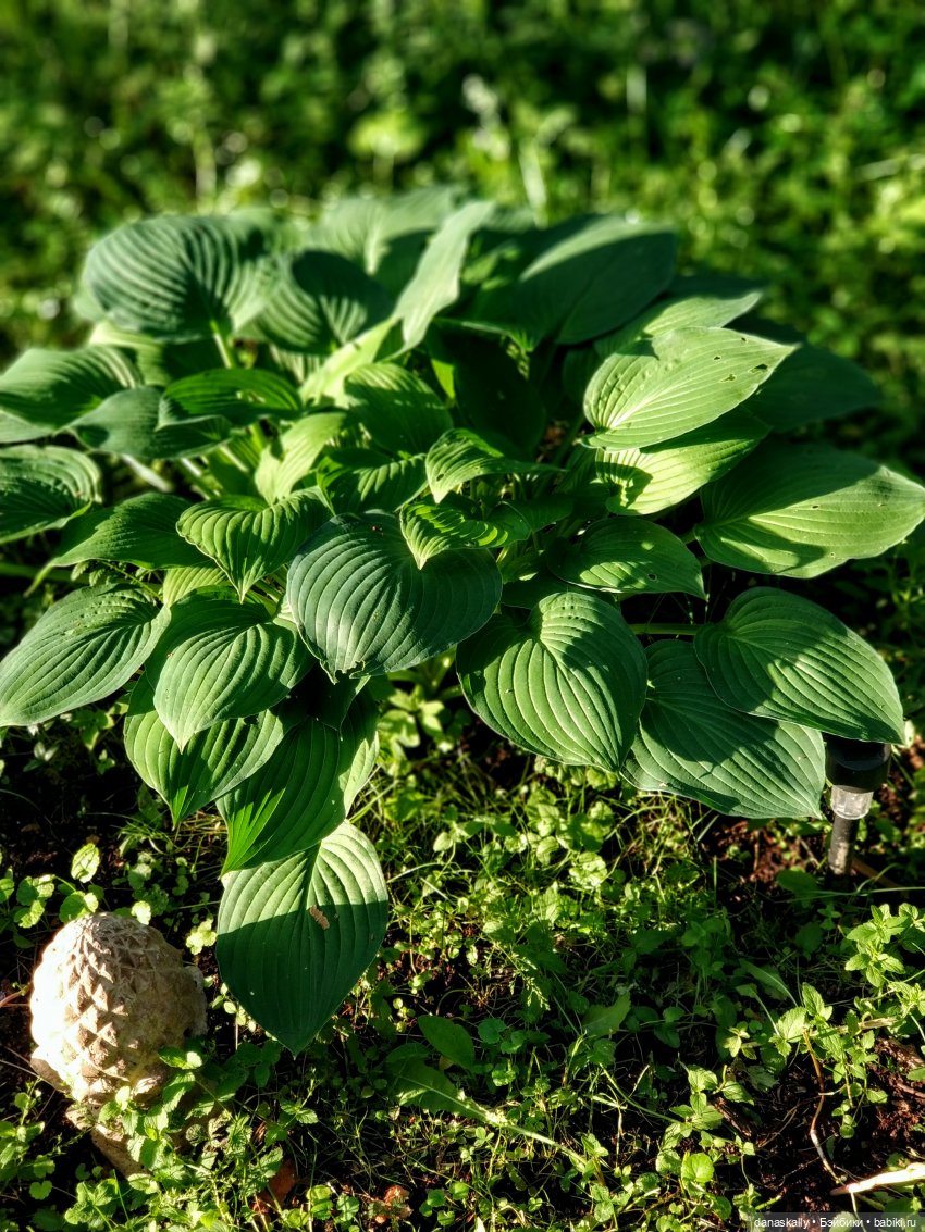 Лина ищет Дашку, а находит Сашку и встречает тролля по имени Олаф