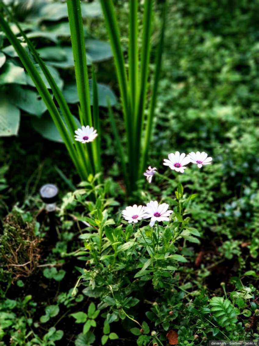 Лина ищет Дашку, а находит Сашку и встречает тролля по имени Олаф