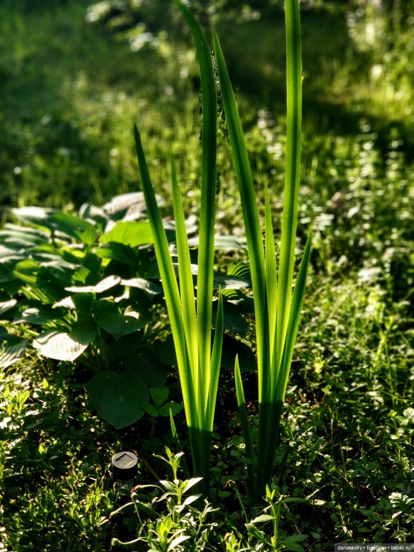 Лина ищет Дашку, а находит Сашку и встречает тролля по имени Олаф