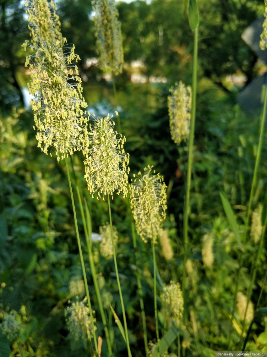 Мони 2006 года рождения Моя весенняя девочка