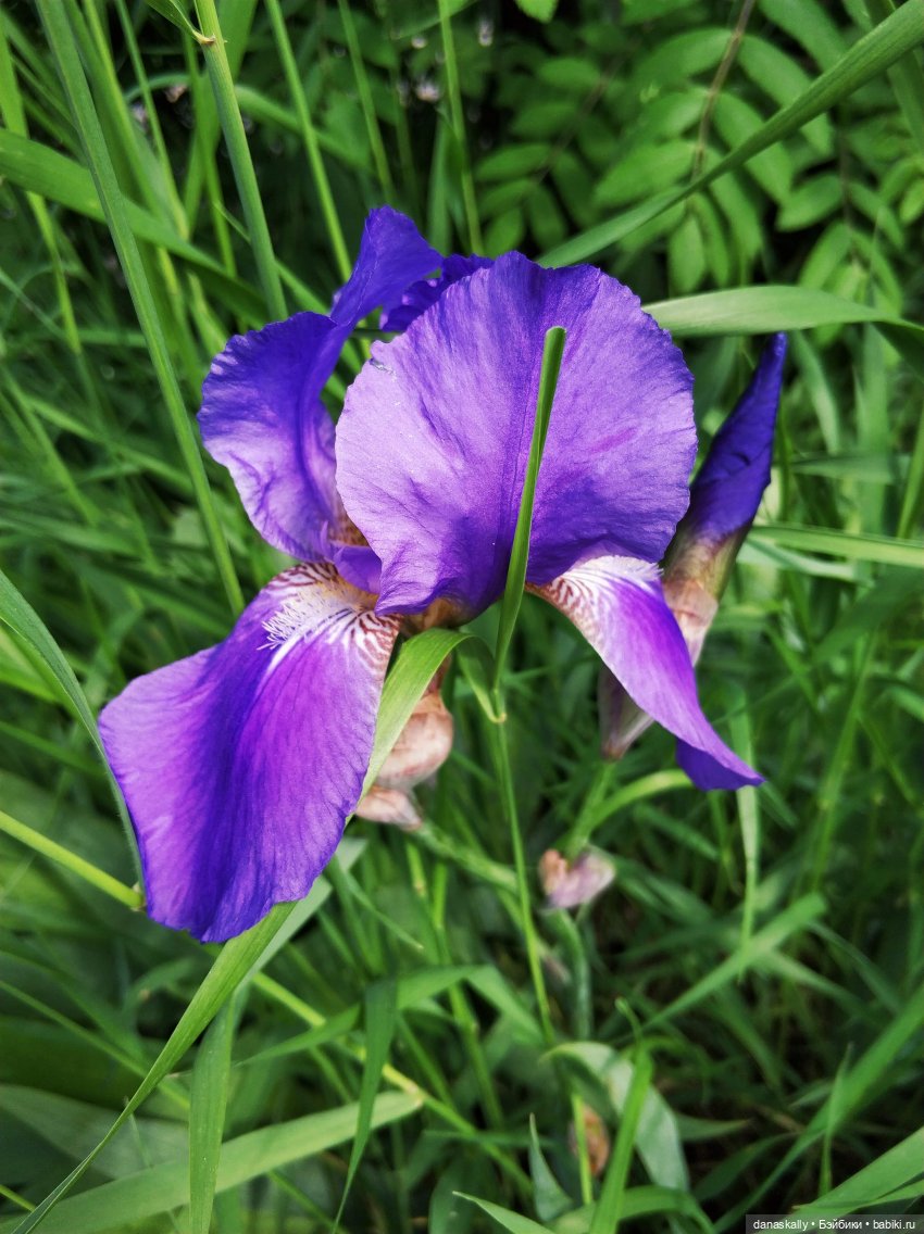 Мони 2006 года рождения Моя весенняя девочка