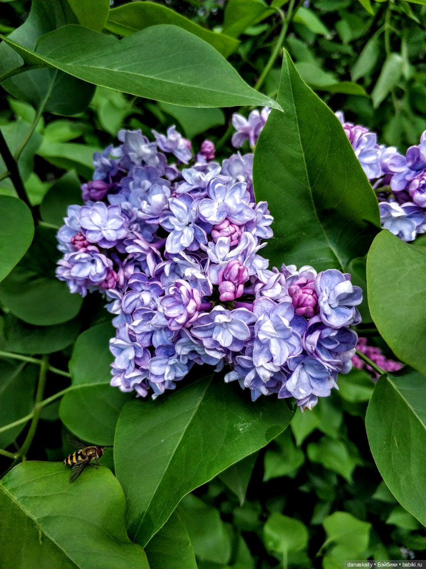 Мони 2006 года рождения Моя весенняя девочка