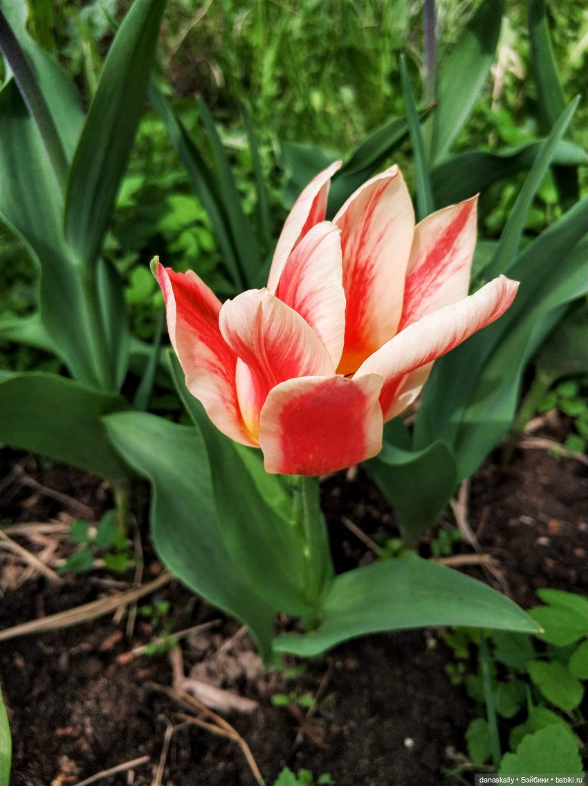 Катерина в поисках себя Серия The Little Ones от Хайди Отт