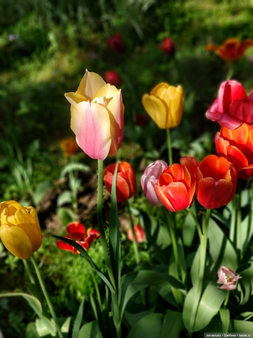 Катерина в поисках себя Серия The Little Ones от Хайди Отт