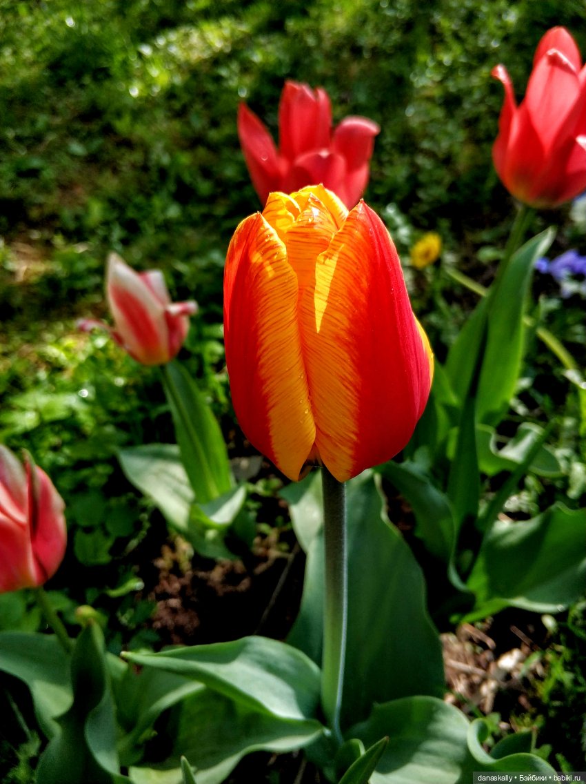 Катерина в поисках себя Серия The Little Ones от Хайди Отт