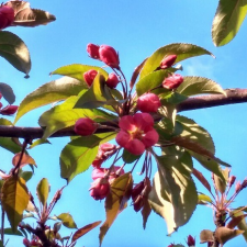 Цветение у стен Новоспасского монастыря