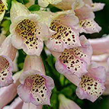 Кого можно встретить в саду во время дождя?