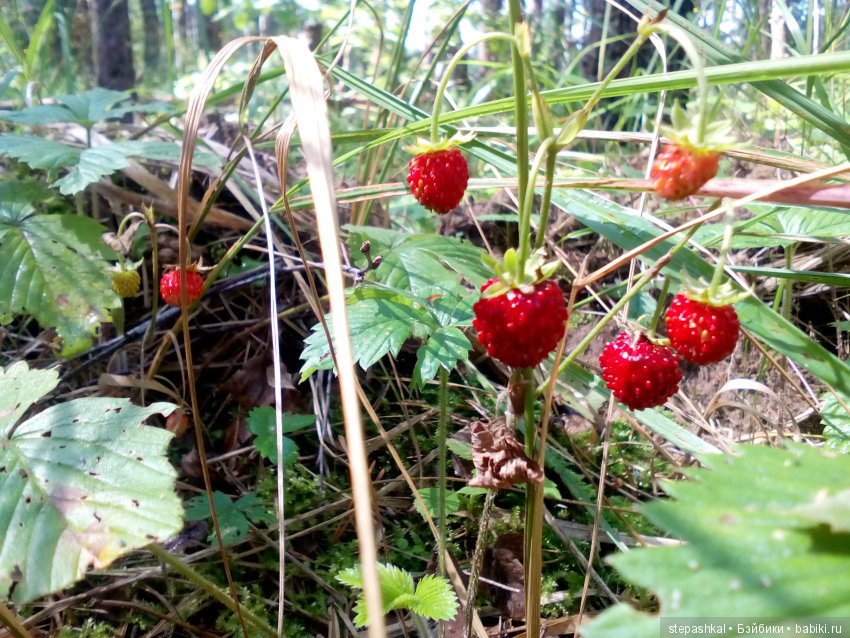 Ягодное настроение — Куклы Galoob Baby Face (Фейсинки): винтаж 90