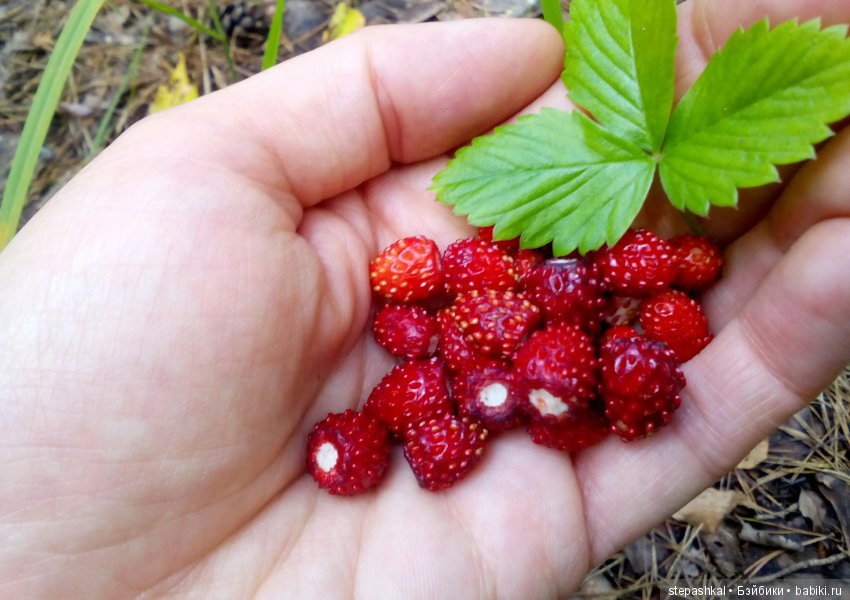 Ягодное настроение — Куклы Galoob Baby Face (Фейсинки): винтаж 90