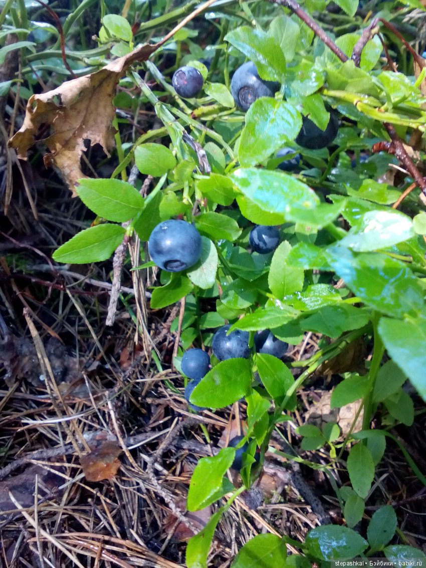 Ягодное настроение — Куклы Galoob Baby Face (Фейсинки): винтаж 90