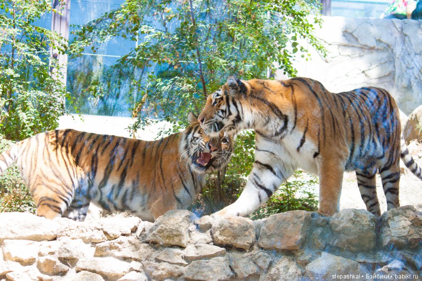 Канадцы на Черном море...Leneda, Lou-Lou, Liang
