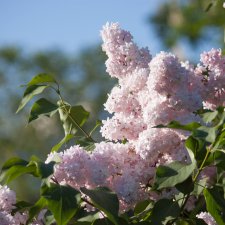 Сиреневый сад. Фотосет для фавориток