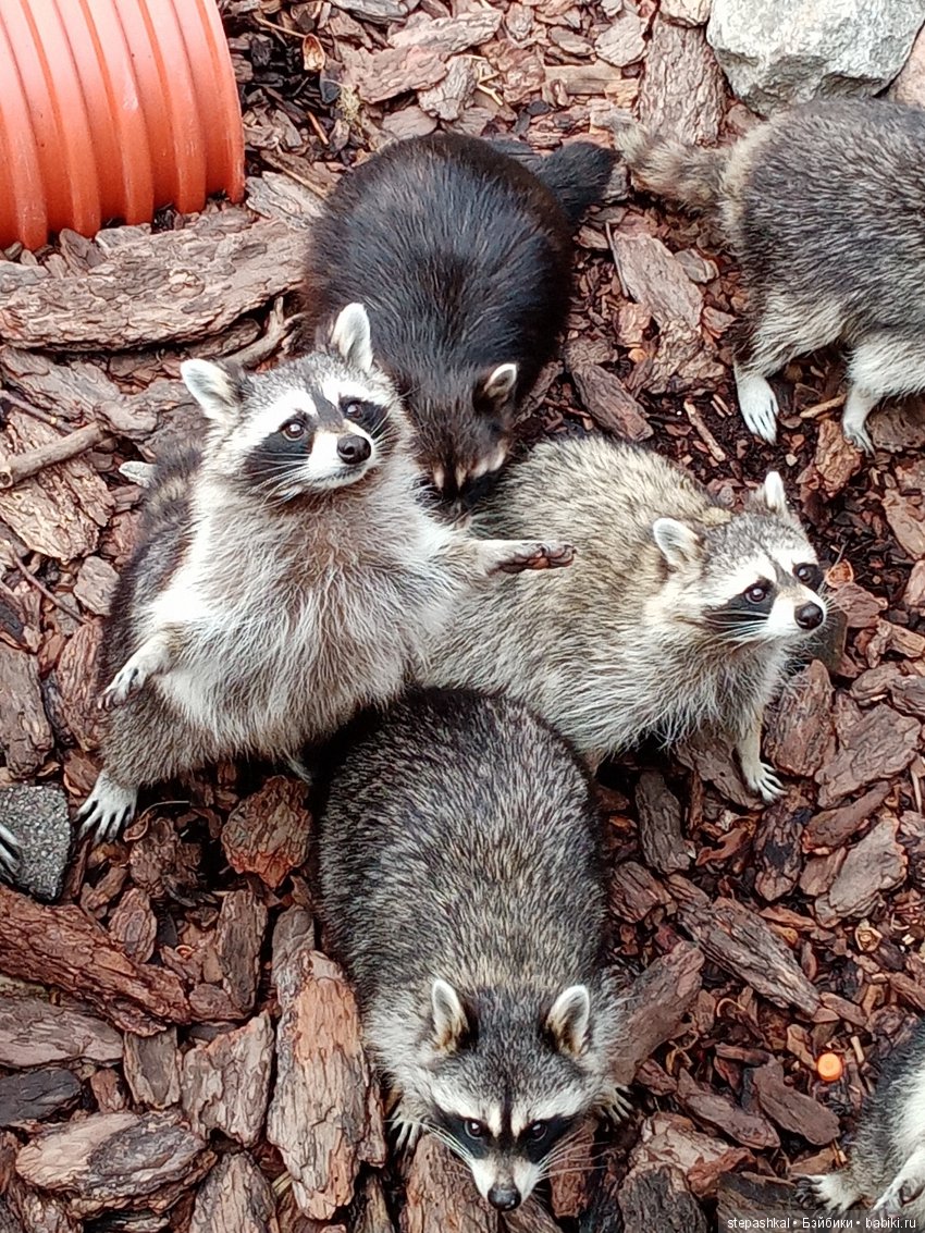 Кенигсберг глазами потомка прусских котов
