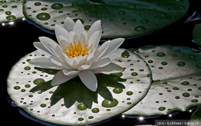 Русалочий цветок — Куклы Ai Doll и Pangju (Панджу): Tiny BJD (БЖД)