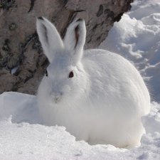 "Заинька" для Ай )