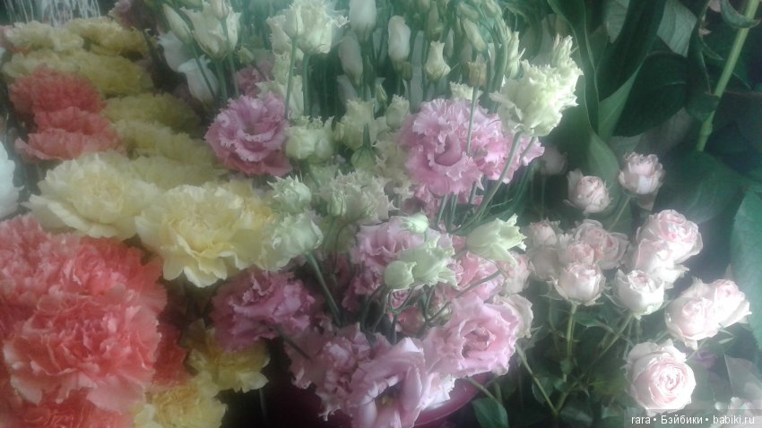 Взяла Куку с собой на работу