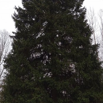 Из лесу ёлочку взяли мы домой