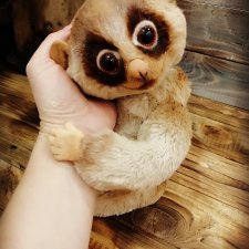 Лемур Лори Лемур Лори