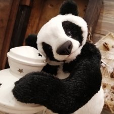 Panda-teddy