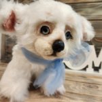 Барфи (Barfi) щенок-тедди