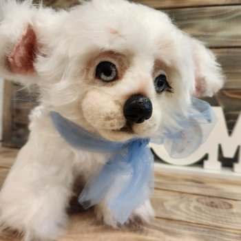 Барфи-белый щенок