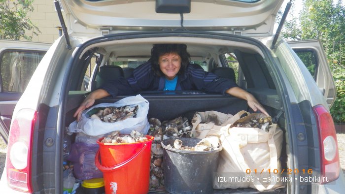 Как мы съездили за грибами