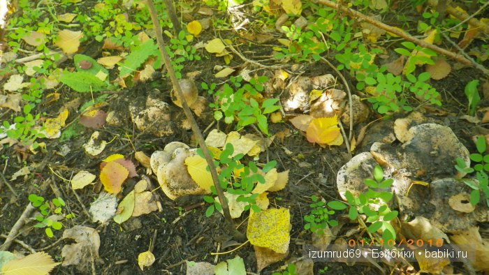 Как мы съездили за грибами (фото 10)