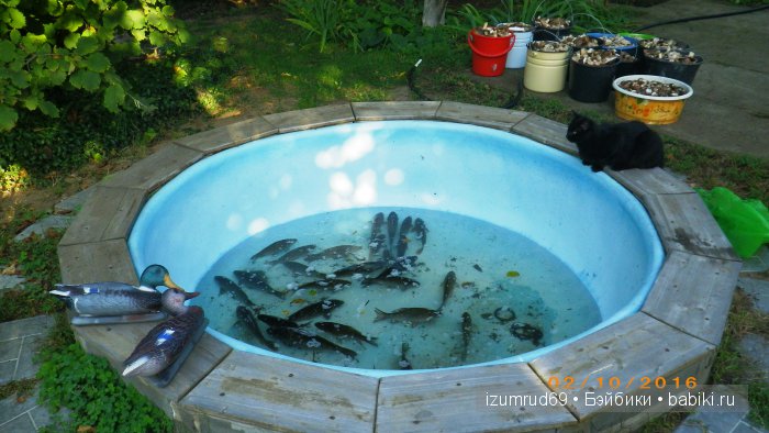 Как мы съездили за грибами