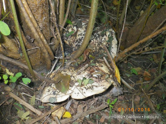 Как мы съездили за грибами (фото 7)