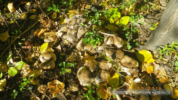 Как мы съездили за грибами