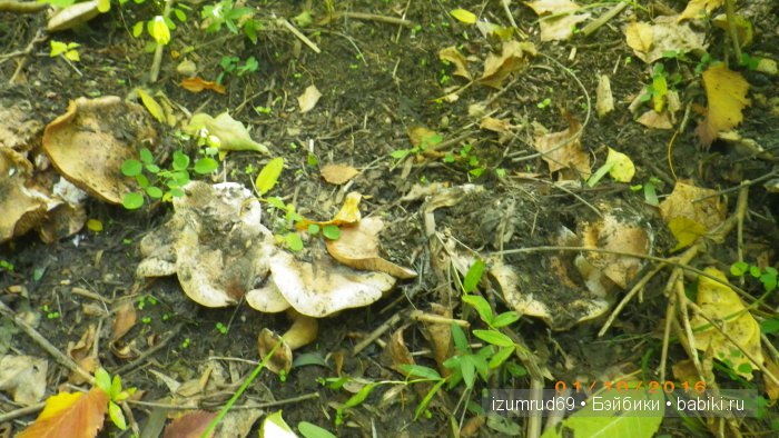 Как мы съездили за грибами (фото 9)