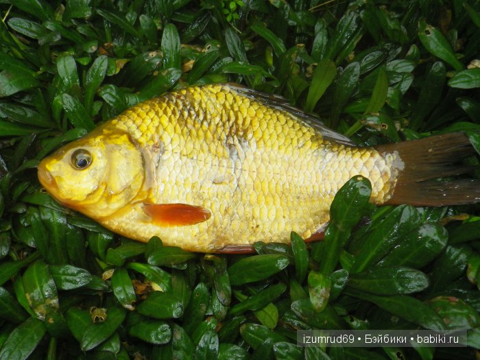 Как мы съездили за грибами