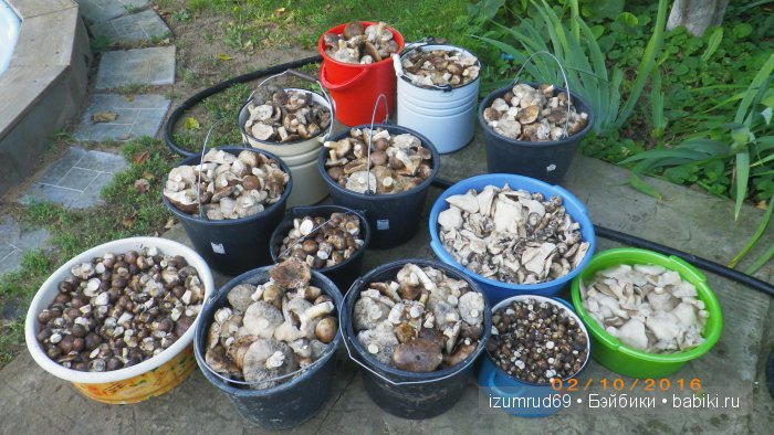 Как мы съездили за грибами