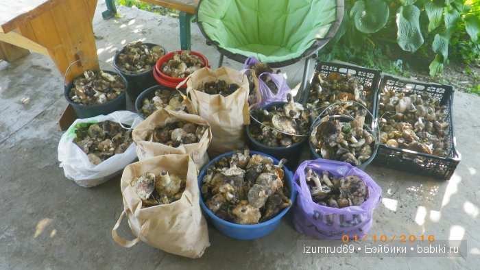 Как мы съездили за грибами