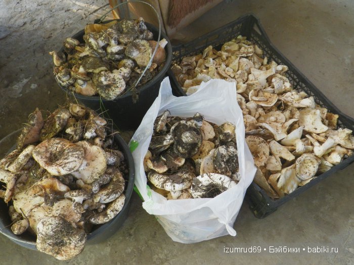 Как мы съездили за грибами