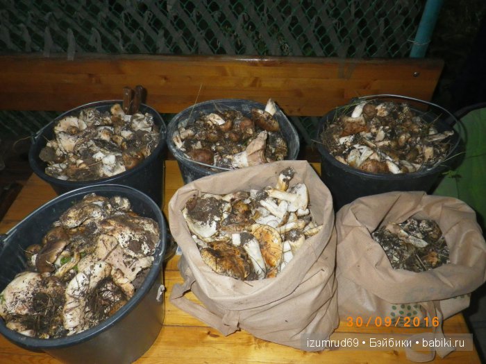 Как мы съездили за грибами (фото 3)